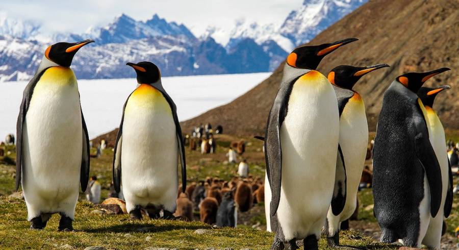 Cruceros únicos de todo el mundo: nuestras mejores opciones