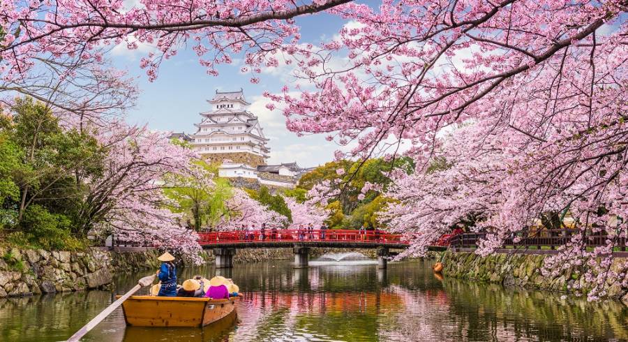 Cherry Blossom Festival in Japan: When and Where Go