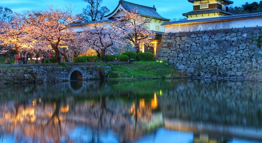 Light Up Cherry Blossoms, Fukuoka Japan