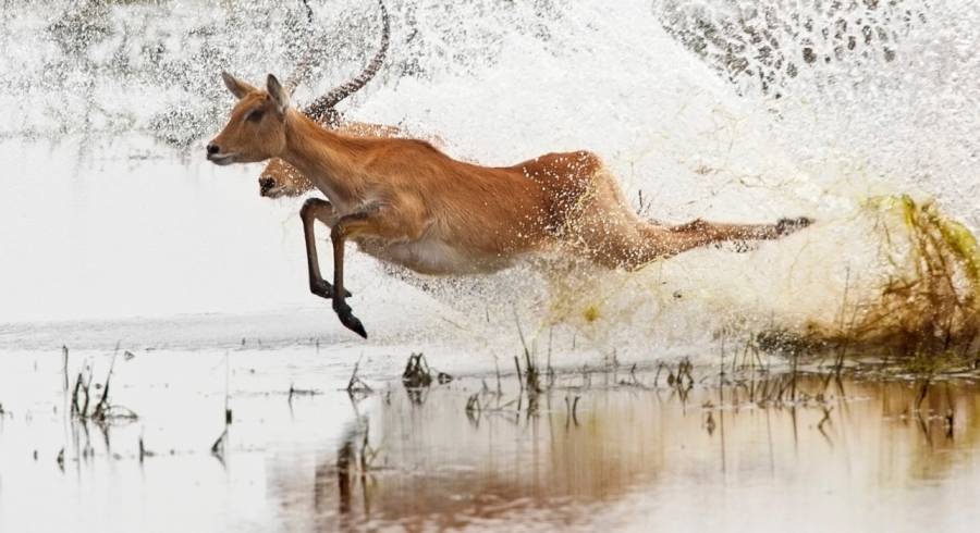 Botswana Safaris