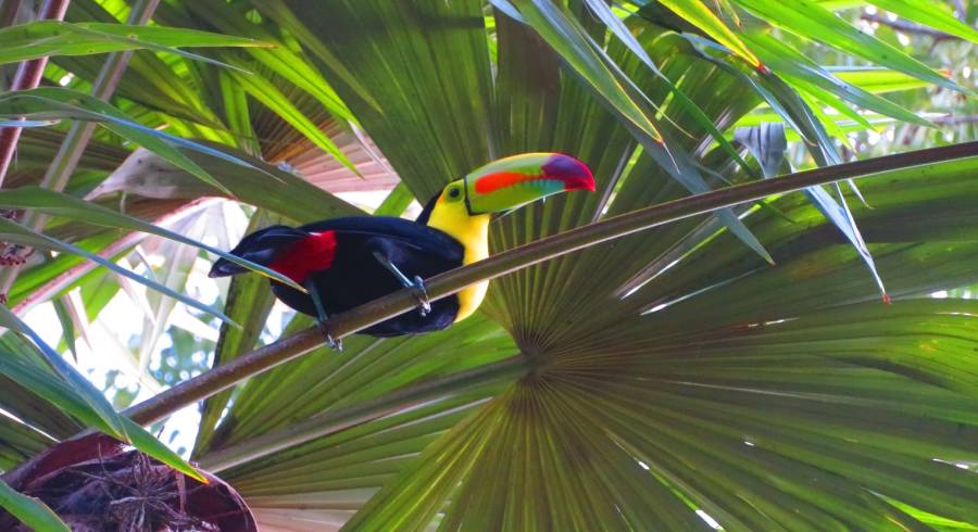 Sight colorful toucans successful  Tikal.- Guatemala question   guide