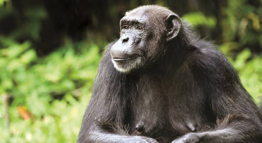 Afrika Reisebericht – Von Ruanda bis Sansibar