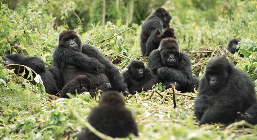 Afrika Reisebericht – Von Ruanda bis Sansibar