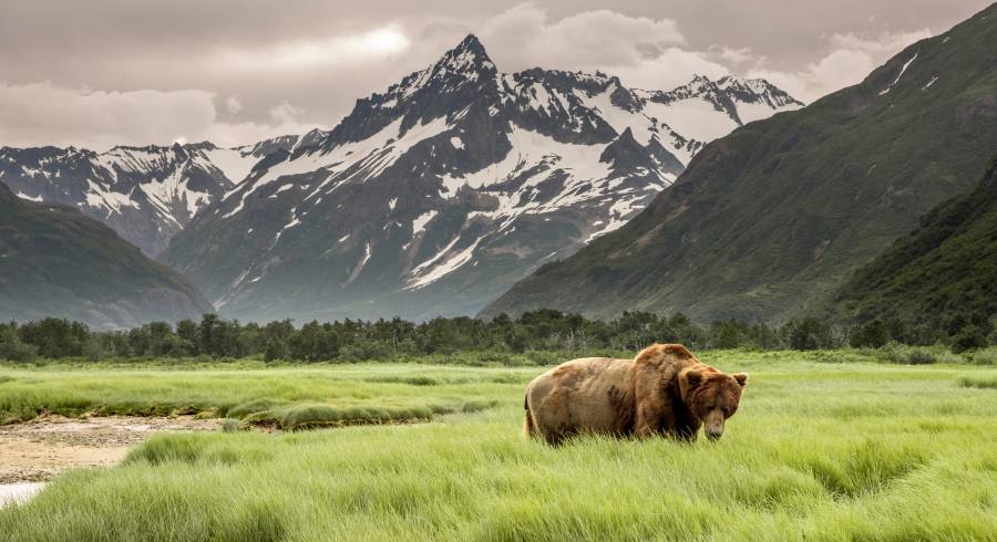 Grizzly Bear of Shores of Alaska.