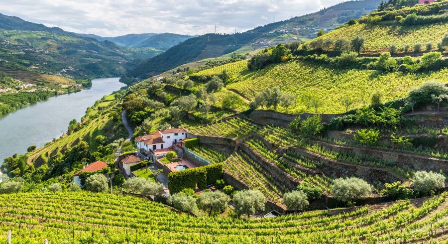 Paisagem da região do rio Douro em Portugal - Vinhas