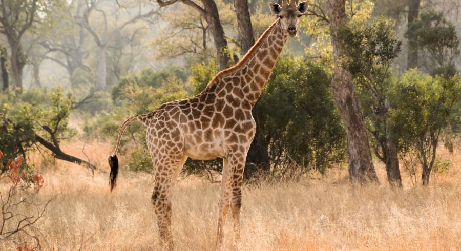 Krüger Safari – Das große Südafrika Abenteuer