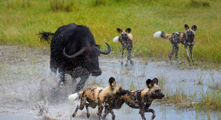 African wild dogs - Discover the Best Time to Visit the Okavango Delta