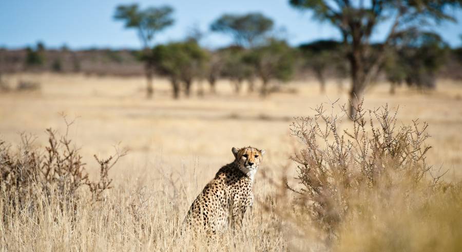 Cheetah in the Kalahari Desert - Discover the Best Time to Visit the Okavango Delta