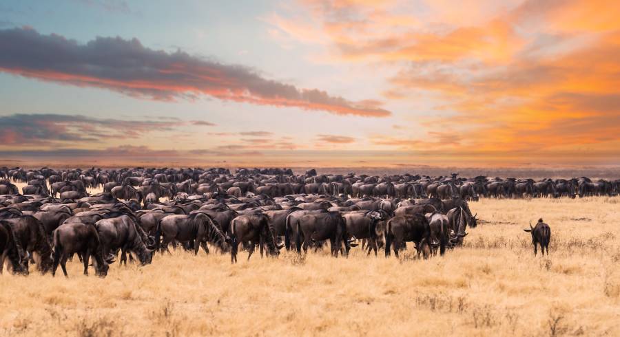 Como escolher o destino certo para o Safari