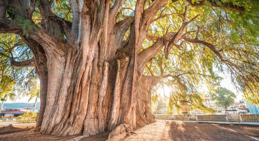 Top 5 Trees to Gather Around