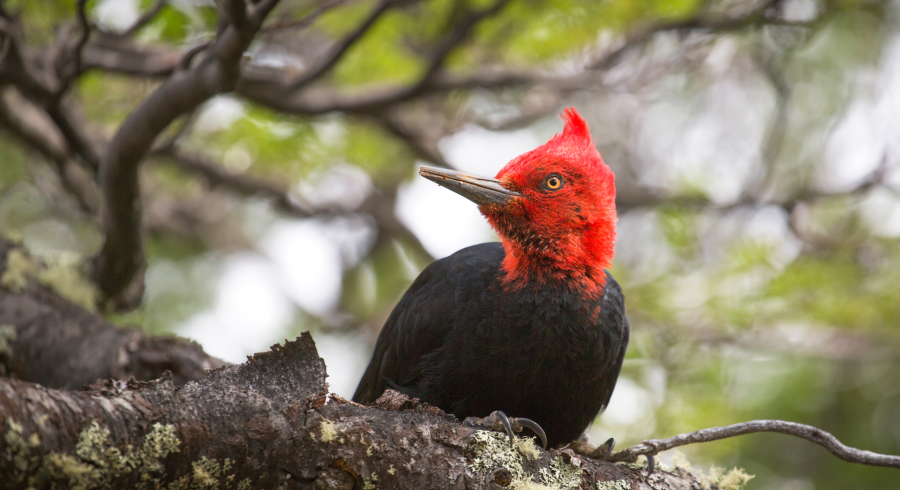 The Wild Poetry Of Patagonia