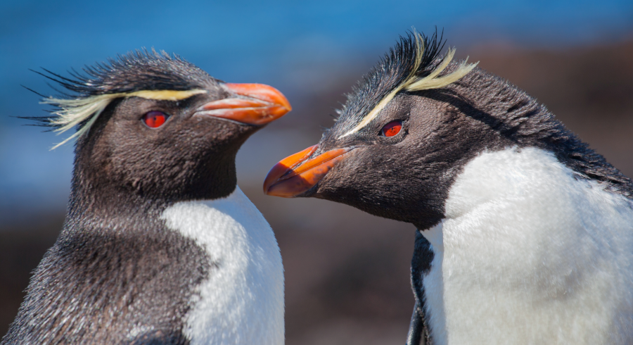 The Wild Poetry Of Patagonia