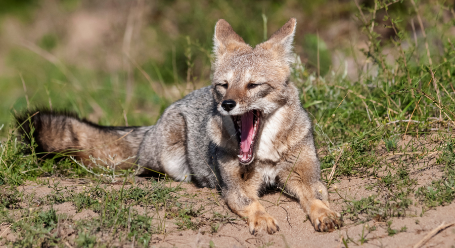 The Wild Poetry Of Patagonia