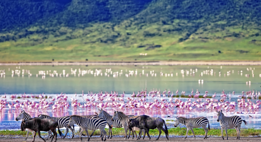 Walk On the Wild Side: recorridos de descubrimiento a pie