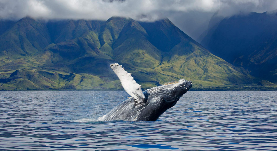 ¿Qué isla hawaiana es adecuada para ti?
