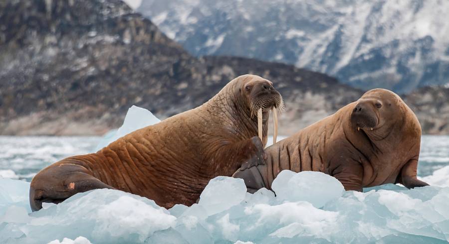 Journey To The Arctic: What To Expect