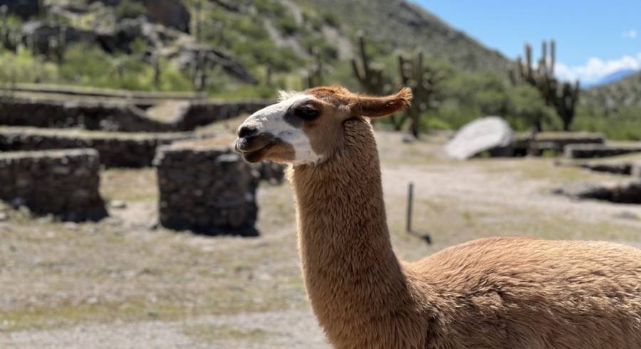 De buen vino y antiguas civilizaciones: Mi viaje encantador a Argentina