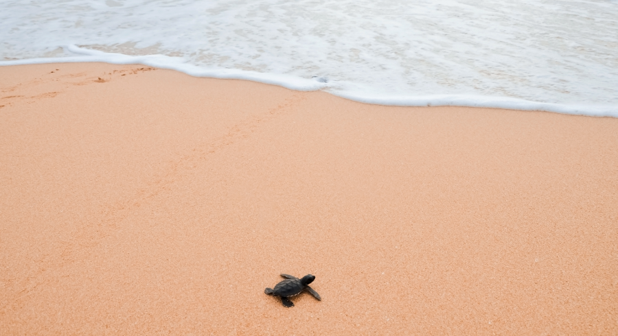 Las mejores experiencias a medida en Sri Lanka