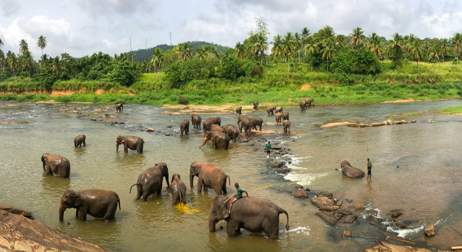 Las mejores experiencias a medida en Sri Lanka