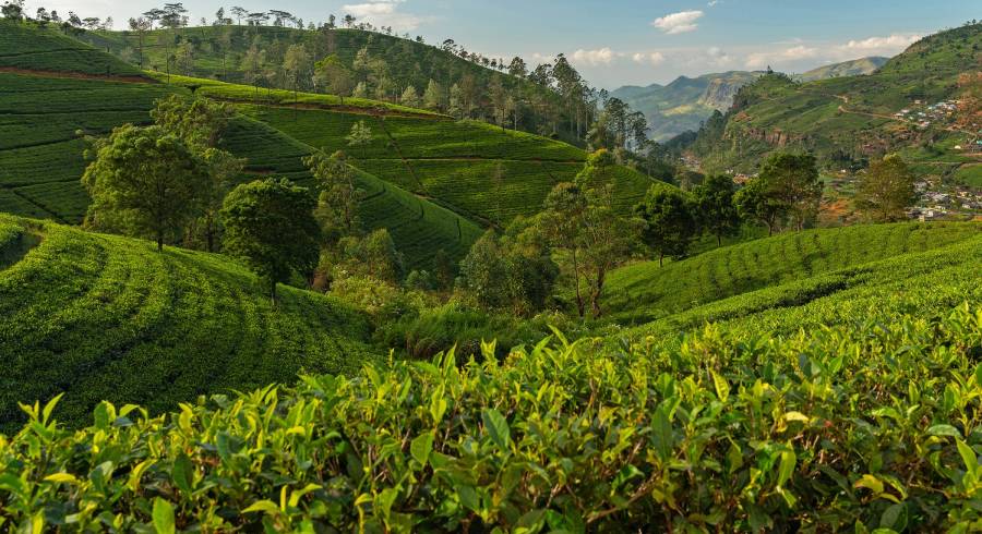 The Best Tailored Experiences In Sri Lanka