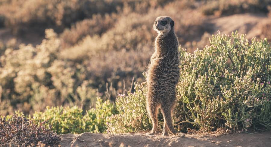 Winter in Südafrika – oh du schöne Jahreszeit!