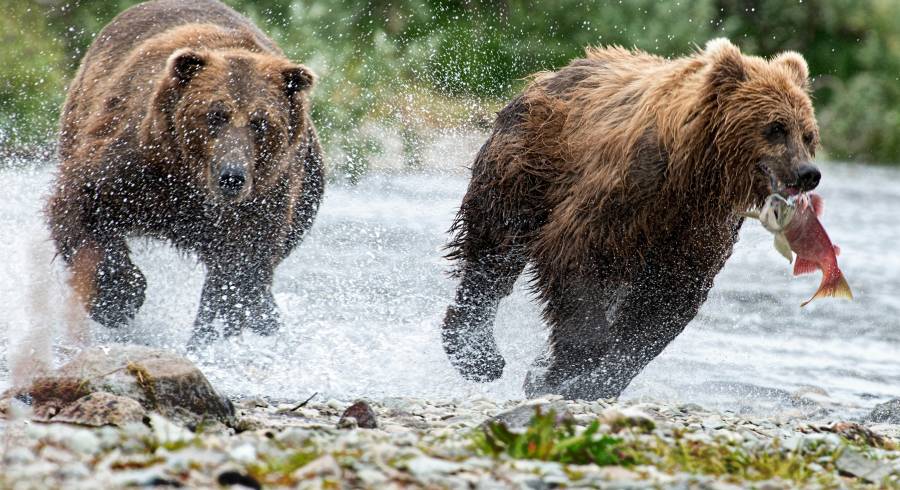Alaska Reisetipps: Was Sie vor der Reise wissen sollten
