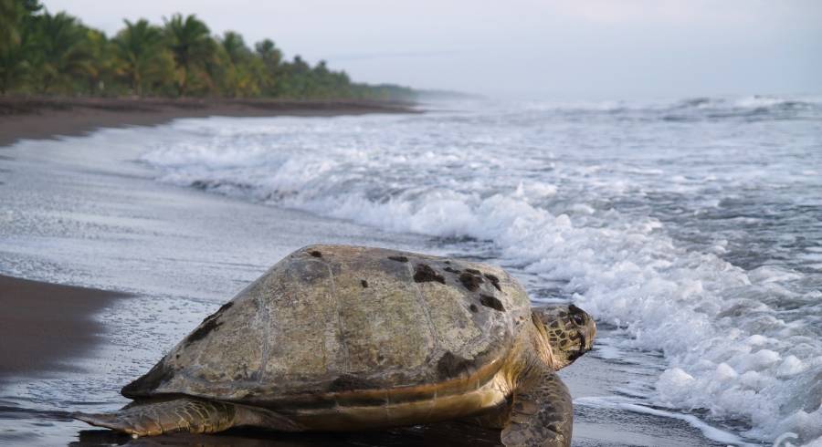 ¿Por qué visitar Costa Rica?