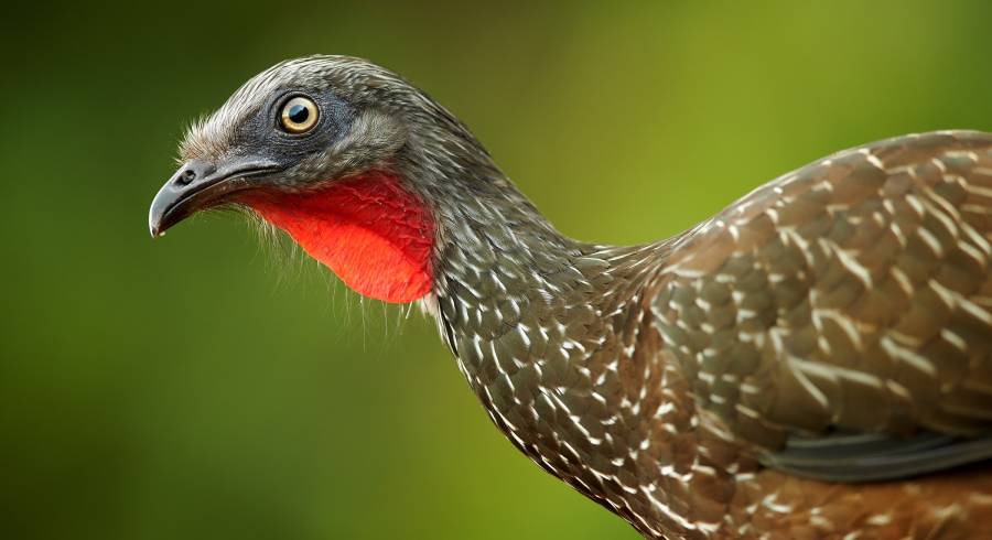 Vogelbeobachtung in Kolumbien