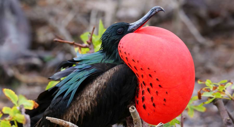 Sumérjase en el paraíso aviar: los principales destinos de observación de aves en América del Sur