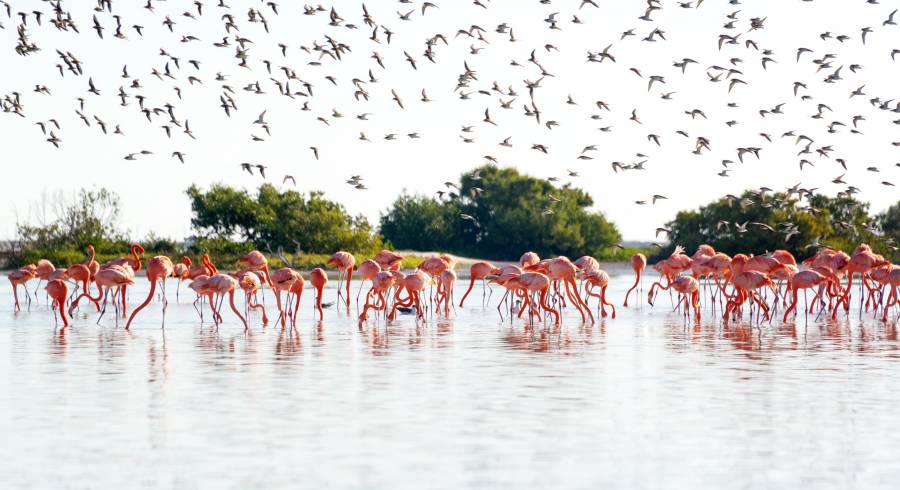 Vogelbeobachtung in Mexiko