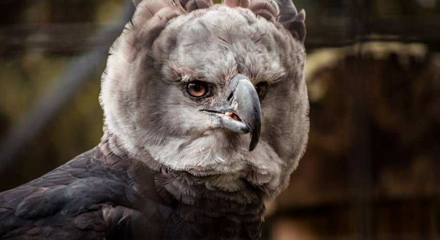 Vogelbeobachtung in Südamerika: die 6 besten Reiseziele