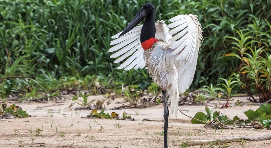 Vogelbeobachtung in Südamerika: die 6 besten Reiseziele