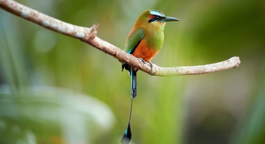 Sumérjase en el paraíso aviar: los principales destinos de observación de aves en América del Sur