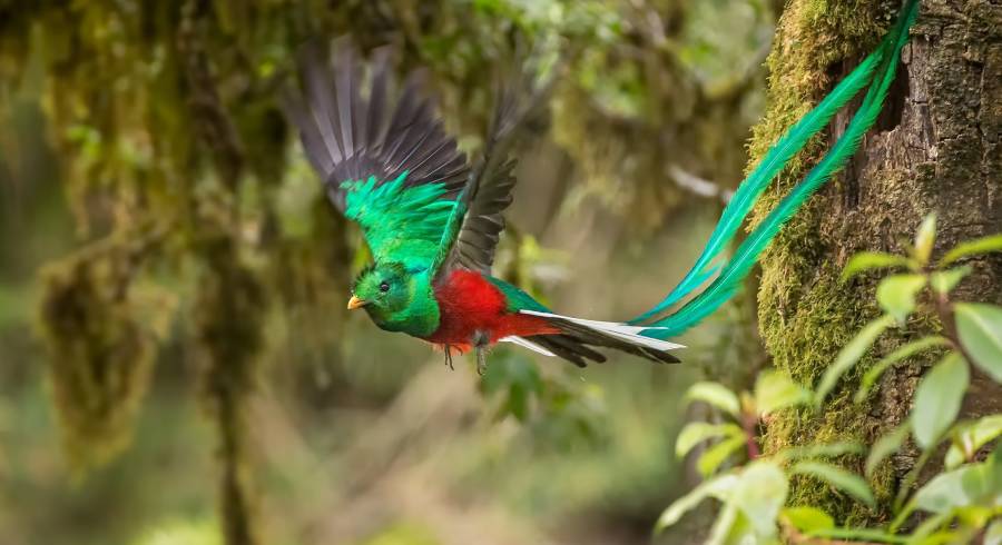 Vögel spotten in Costa Rica