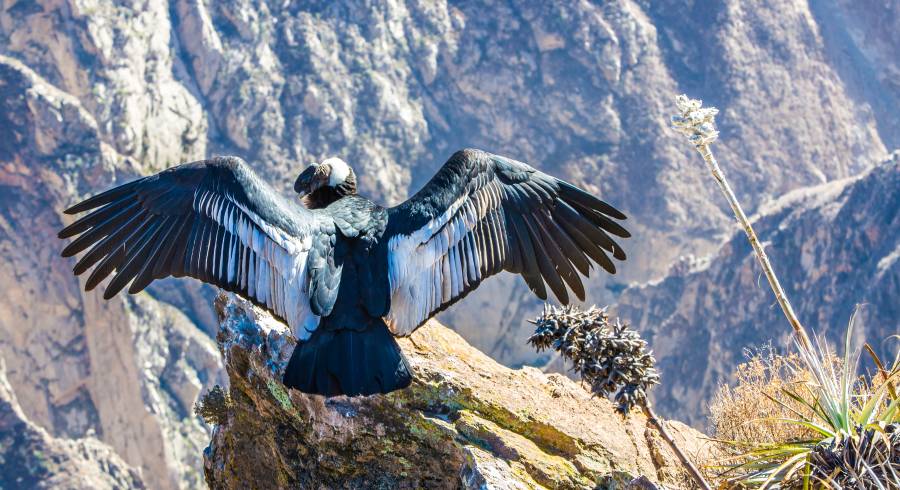 Sumérjase en el paraíso aviar: los principales destinos de observación de aves en América del Sur