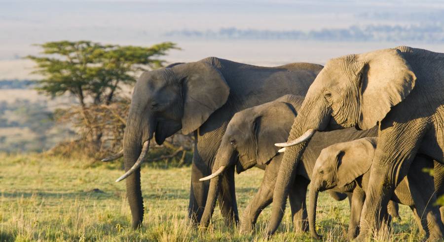 African Elephants connected  the Masai Mara, Kenya, Africa