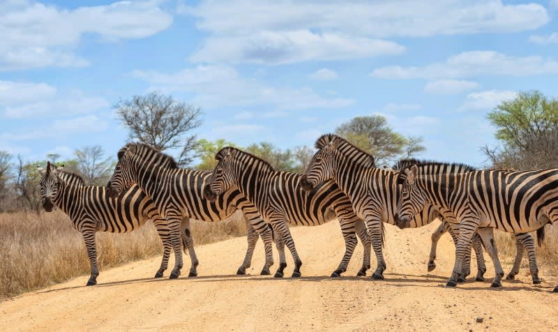 Krüger Nationalpark: Zebras überqueren die Straße