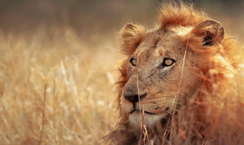 Löwen sind das Highlight jeder Safari