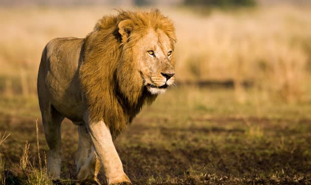 Hunting for prey at The Mara