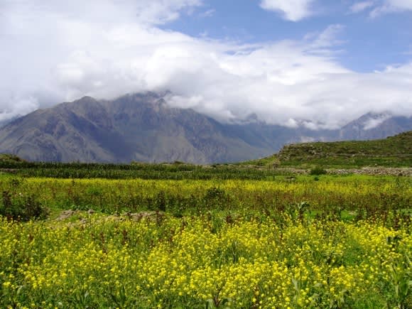 Peru - it's not just about Macchu Pichu - Colca Canyon. Image courtesy of Ingrid Vultorius