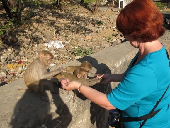 A Taste of Rajasthan in Photos: Monkeys