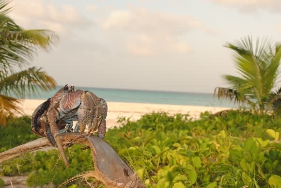 Fanjove Private Island Lodge