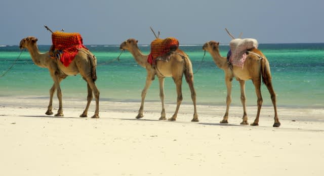 Camels on the beach in Mombasa, Kenya - Top 10 adventures