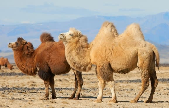 Our Top 10 Things To See in Ladakh