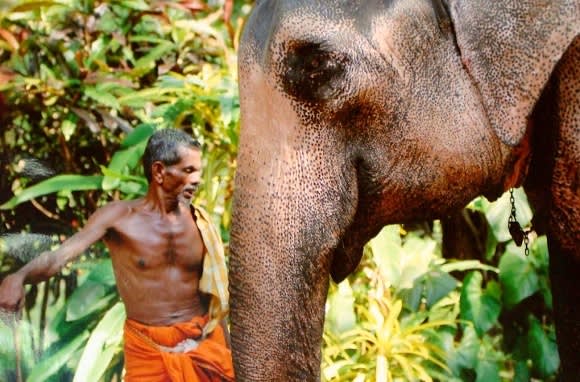 Our Pick: Five Enchanting Animal Encounters