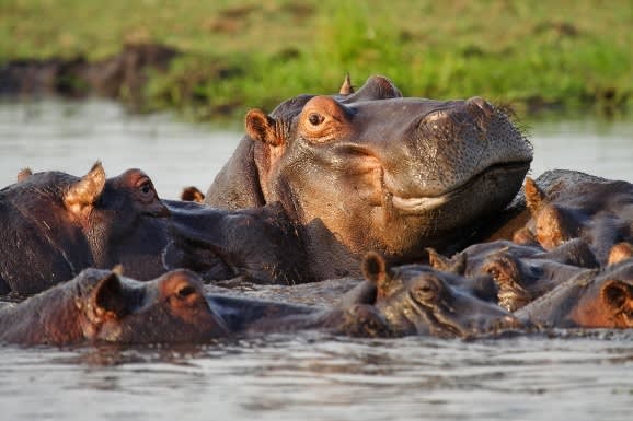 Africa Safaris: Top 5 Things to do at the Okavango Delta