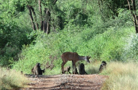 Great Heritage Hikes in Lake Bogoria - Enchanting Travels