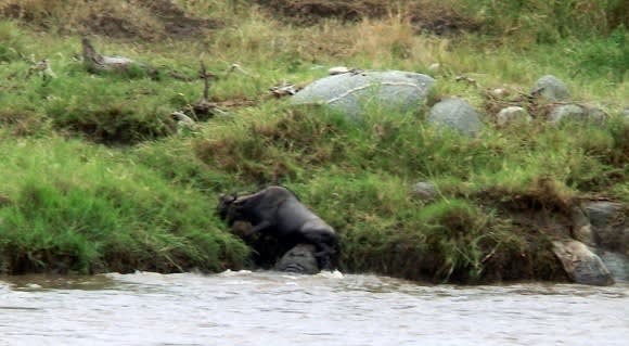 Great Migration Magic in the Serengeti