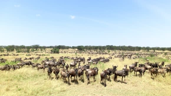 Great Migration Magic in the Serengeti