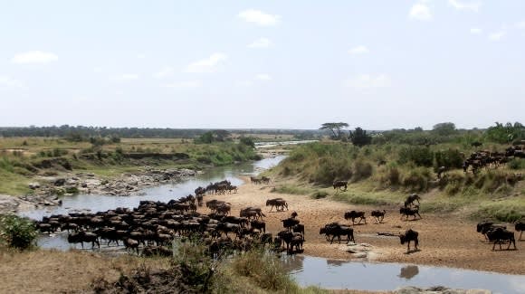 Great Migration Magic in the Serengeti